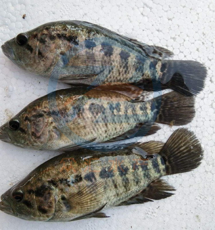 淡水石斑鱼苗 石斑苗 老虎斑 班鱼苗 广东鱼苗基地直批-阿里巴巴