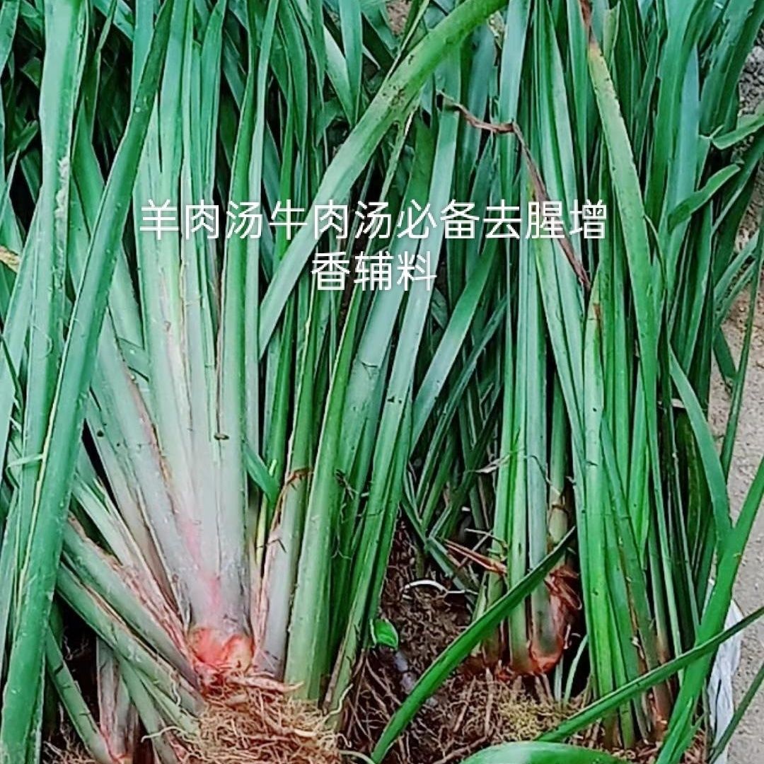 贵州新鲜野生山奈香料三奈五香叶清香新鲜五香草苗可食用新鲜香草