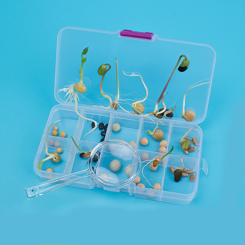Seed Germination Simulation Experiment Small Course Small and Medium-sized Scientific Physics Small Experiment Understanding Observation Seed