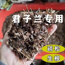 腐叶土君子兰土土营养松针腐熟橡树叶透气生根盆栽种植土