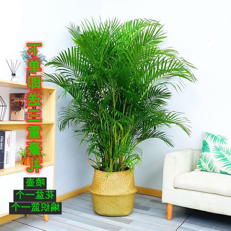 散尾葵植物盆栽凤尾竹办公室客厅大型绿植夏威夷竹袖珍椰子北欧绿