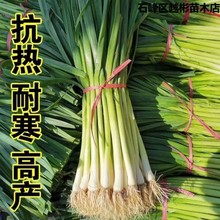 花旗韭葱种籽洋大蒜苗扁叶葱宽叶大葱海蒜春秋四季播阳台蔬菜种子