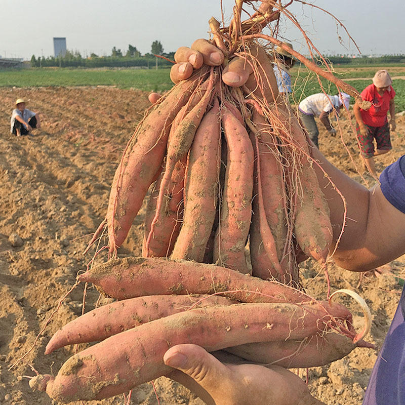 采购2022冬黄肉香甜木薯新鲜黄心面包木薯现挖粉糯糖水广东湛江特产