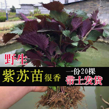 紫苏苗20棵带根带土发 农家露天新鲜大叶苏子苗盆栽可食用鱼提香