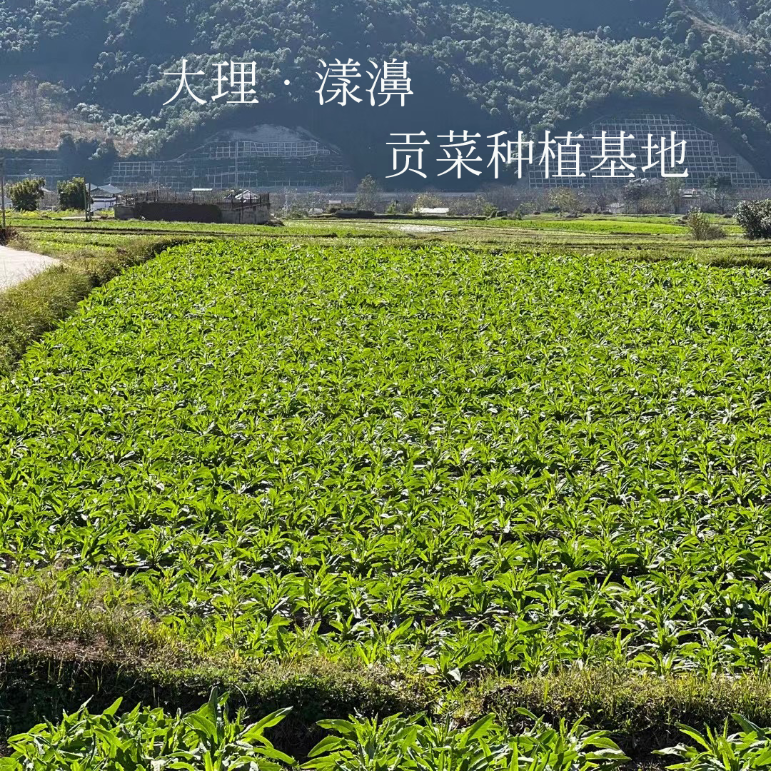 高原无叶贡菜大理贡菜干苔菜响菜脆菜莴笋干农家自制脱水蔬菜1斤-阿里