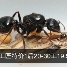 工匠收获蚁2023新后宠物蚂蚁生日礼物吃种子的蚂蚁新手蚁城堡工坊