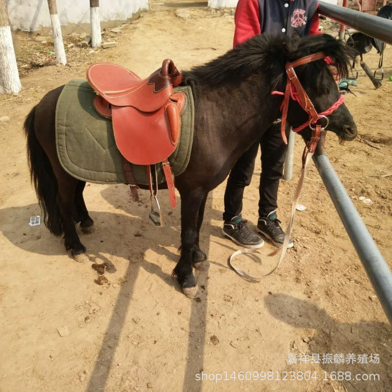 活体矮马 养殖场销售成年社特兰德保矮马 景区骑乘