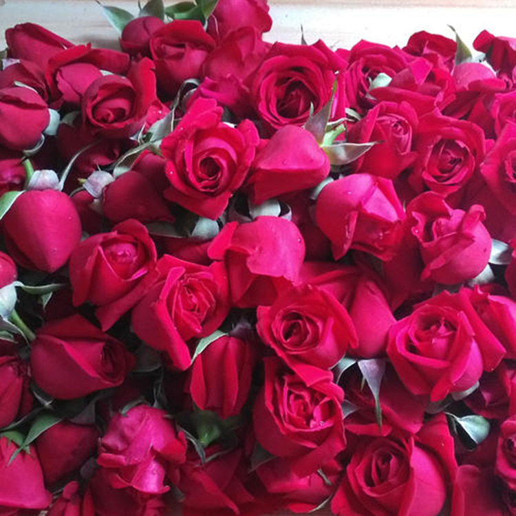 新鲜墨红玫瑰鲜花精油纯露提取花酱花醋酵素原料当天采摘保鲜发货