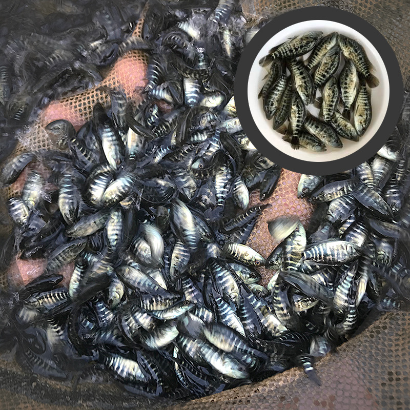 淡水石斑鱼苗 淡水养殖鱼场批发并题暴雪公司俱画上会