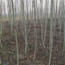 公园种植园林景点绿化荒山造林苗木 基地批发 枫杨小树苗 枫杨苗