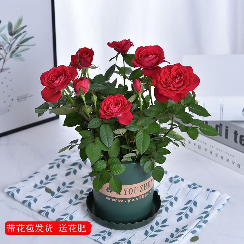 四季玫瑰花盆栽带花苞带土盆花开不断阳台果汁室内外好养易活花卉
