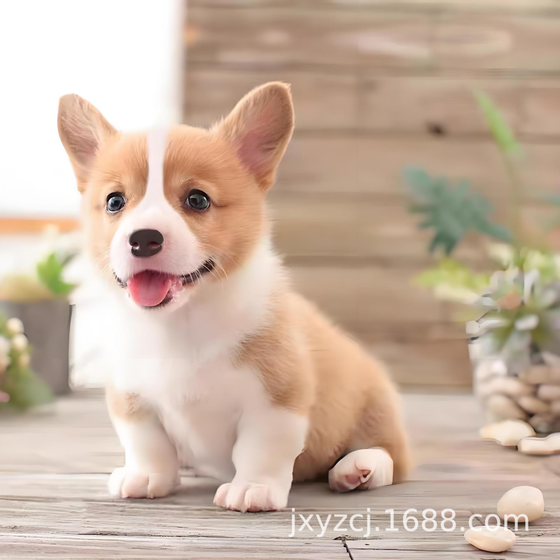 纯种柯基幼犬宠物活体小狗小短腿短毛黄白三色中型玩赏犬伴侣犬