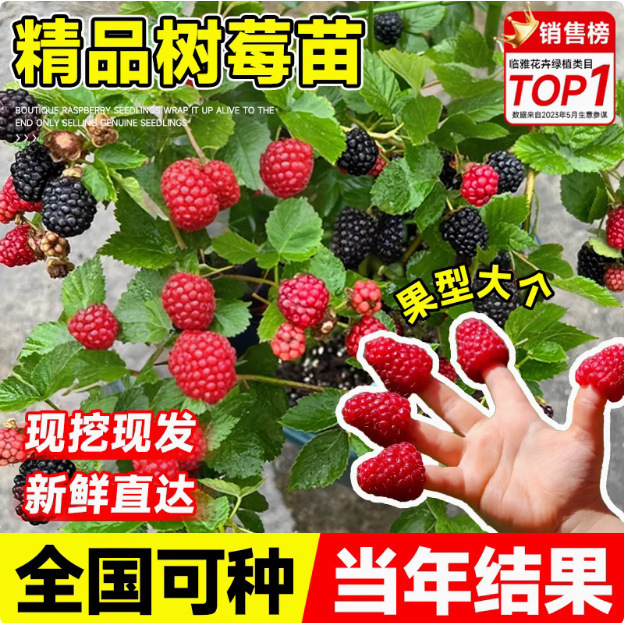 双季树莓覆盆子树苗树莓苗黄黑红树莓苗南北方盆栽地栽果树苗