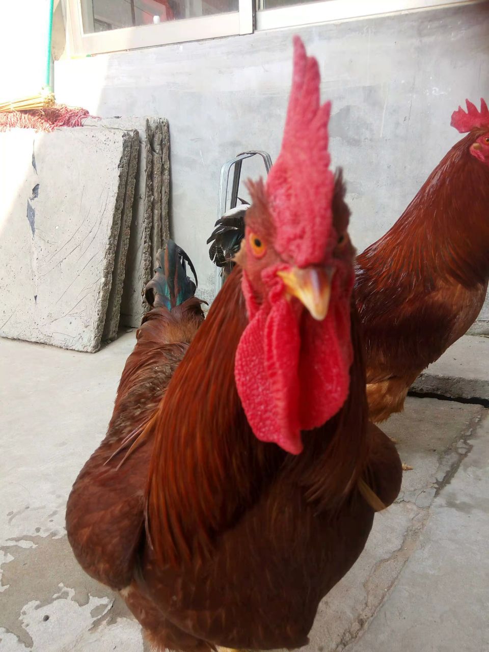 麻鸡价格行情-麻鸡价格行情厂家,品牌,图片,热帖-阿里巴巴