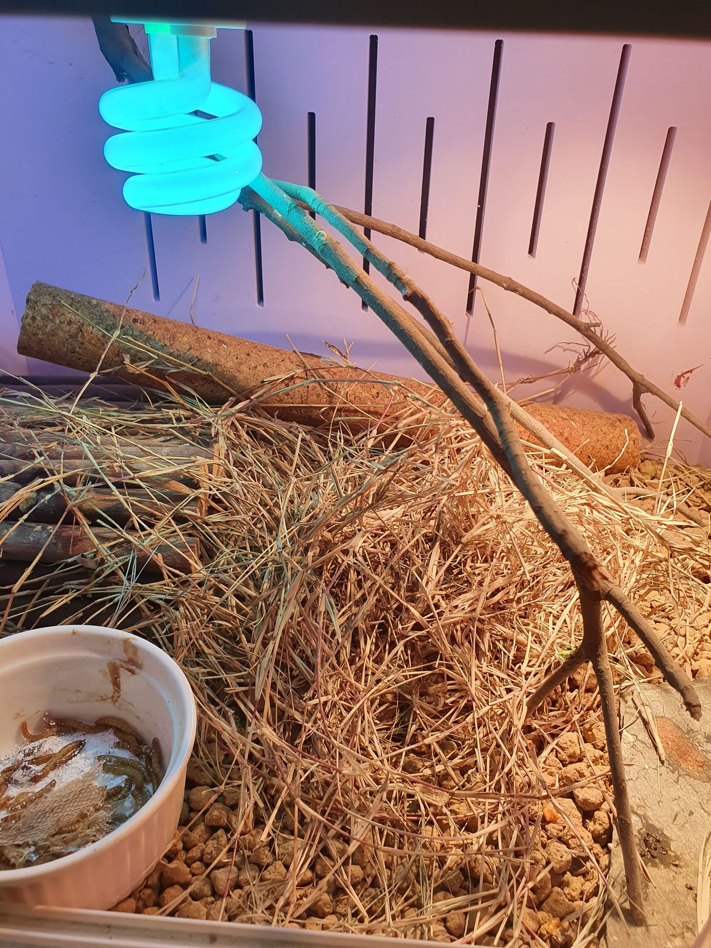 爬宠爬虫干草垫材200g约4升无农药天然宠物躲避兔子可食用