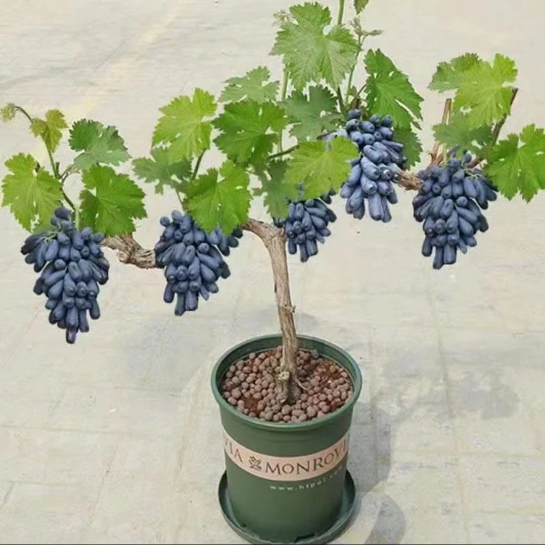 葡萄树苖阳光玫瑰蓝宝石盆栽晴王爬藤南方北方种植巨峰无核葡萄苗