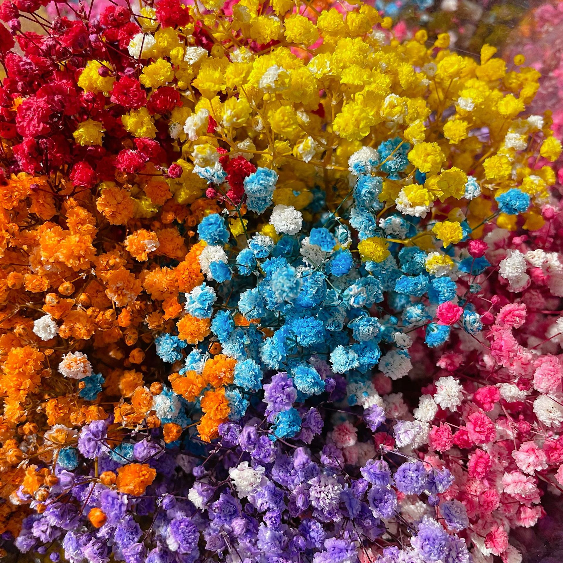 永生满天星 大束满天星1公斤鲜花制作永生花干花花材云南厂家批发