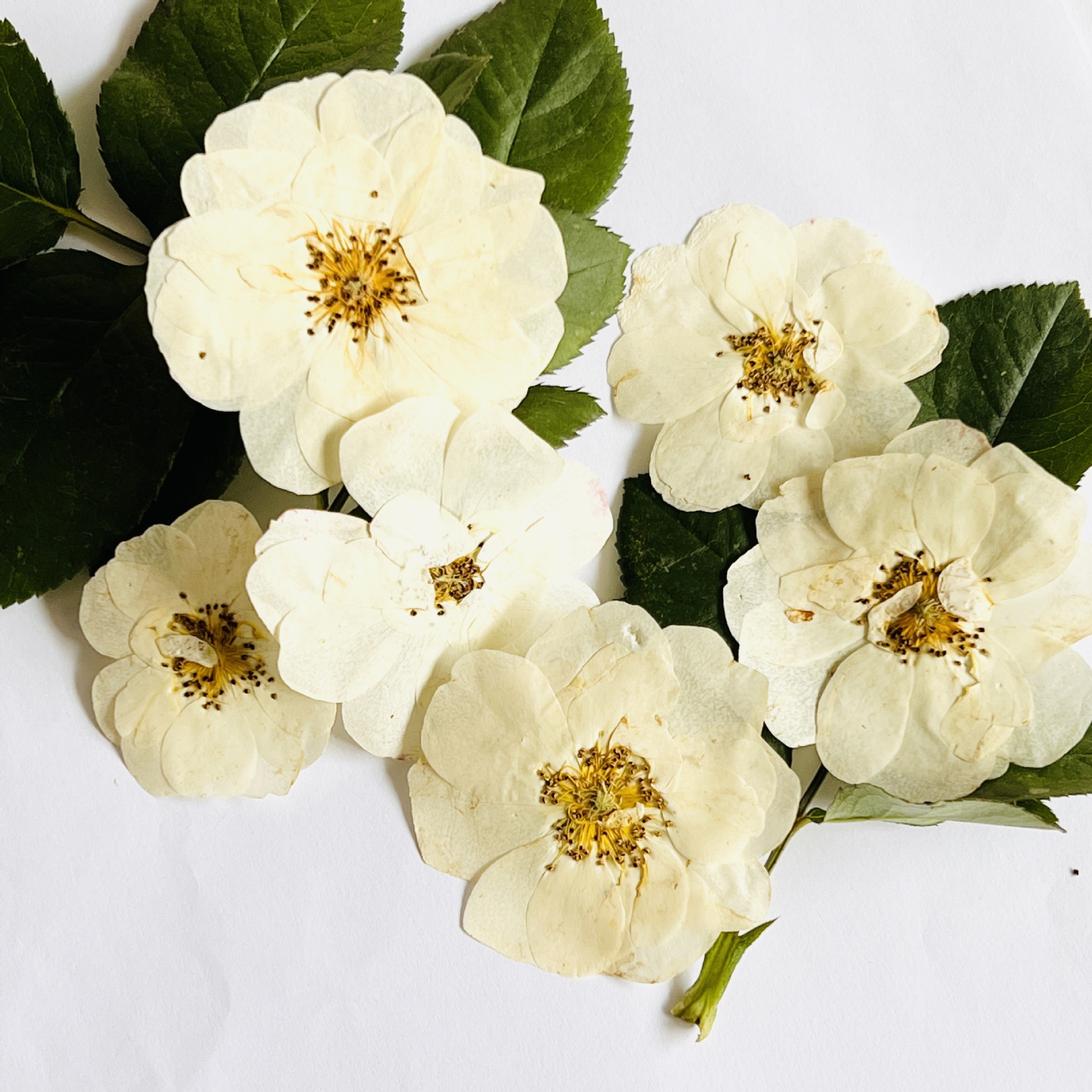 100朵玫瑰花束-100朵玫瑰花束厂家,品牌,图片,热帖-阿里巴巴