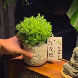 北欧家居陶瓷花盆文艺代简约风格ins风亚马逊无孔多肉仙人掌植物