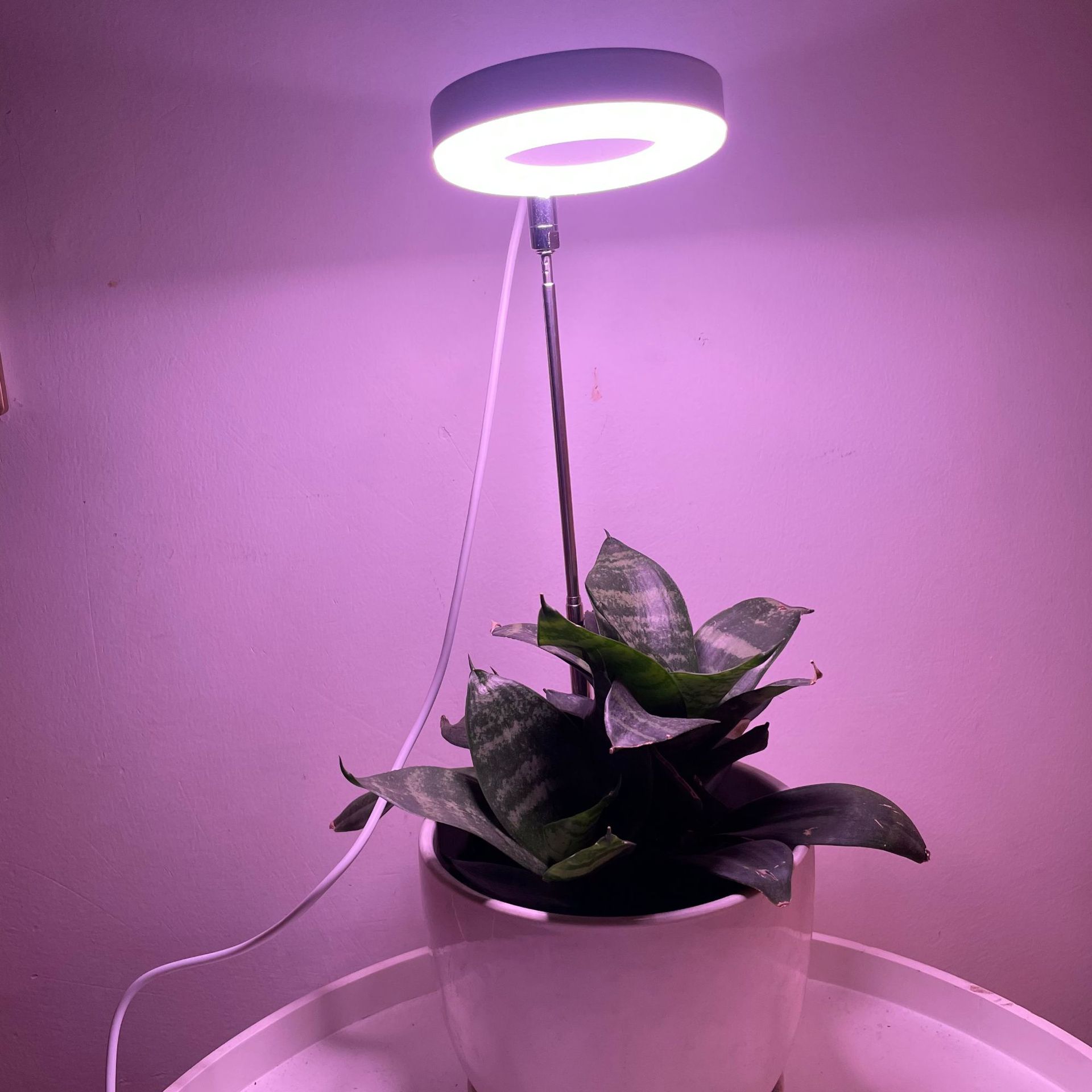 led植物生长灯全光谱室内栽培多肉绿植灯家用遥控盆栽植物补光灯