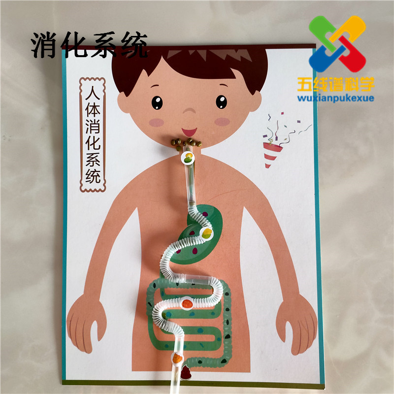 人体消化系统模型 幼儿园科学实验器材料包 小制作diy玩具