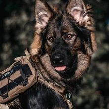 纯种短毛双血统德牧幼犬宠物狗德国黑背犬牧牛牧羊犬护卫犬德牧狗