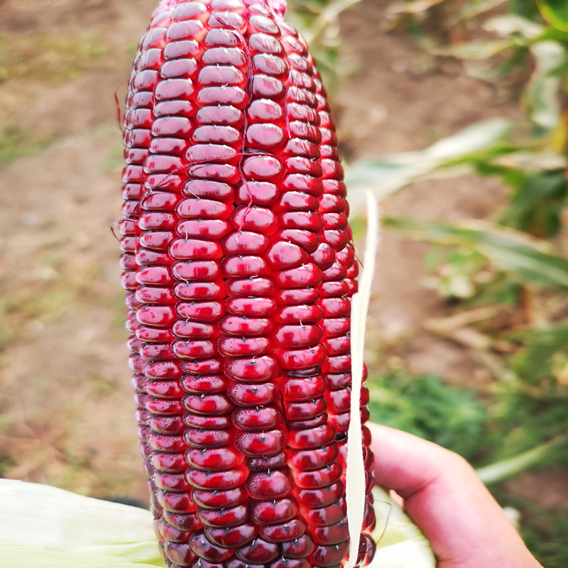 红玉米种子彩色玉米种子鲜食香甜红糯玉米粘红玉米红色玉米籽鲜食