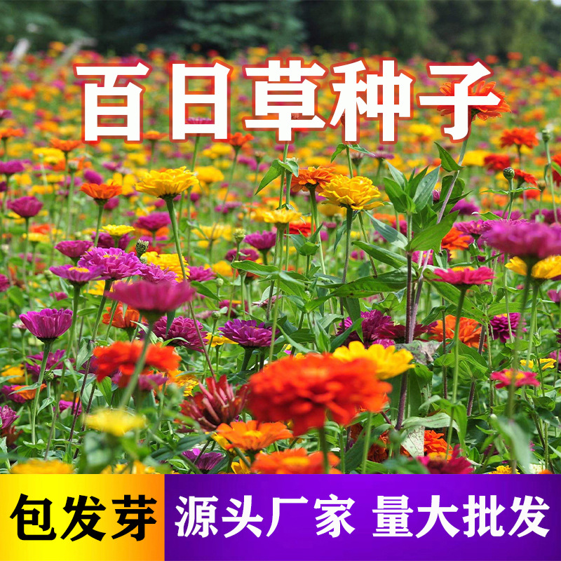 [E-Commerce Purchase] SUNFLOWER Seed Wildflower Combination Bowl Lotus Platycodon Grandiflorum Seed E-Commerce Group Purchase Flower Seed Supply