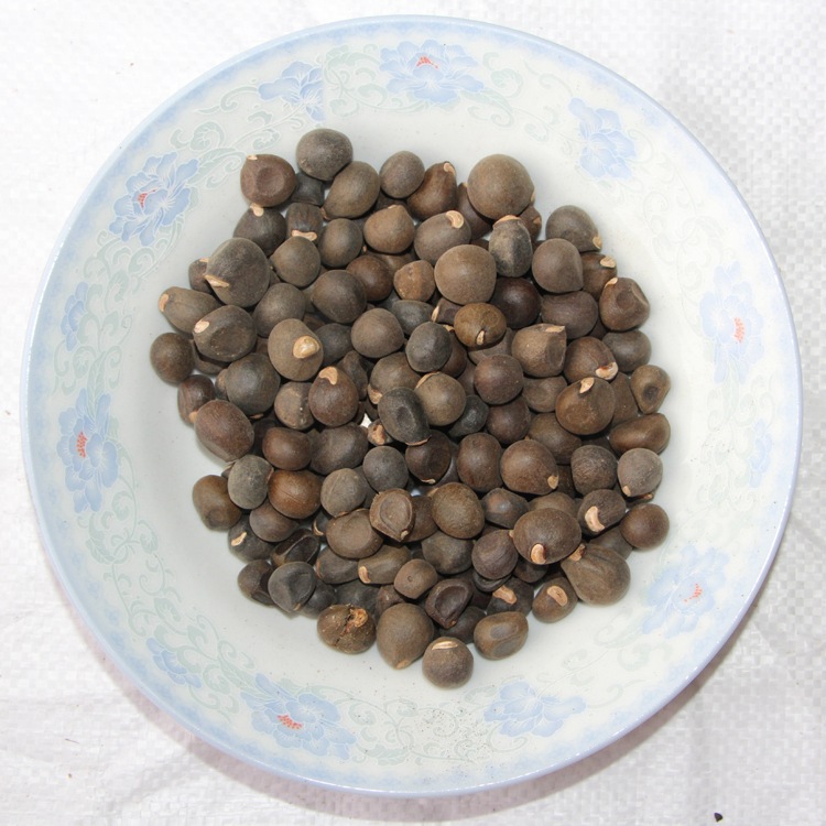 批发文冠果种子可榨油 优良木本食用油料树种 发芽率高 当年新采