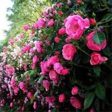 花卉种子蔷薇花种籽子爬藤月季玫瑰四季开花爬墙攀援庭院室内植物