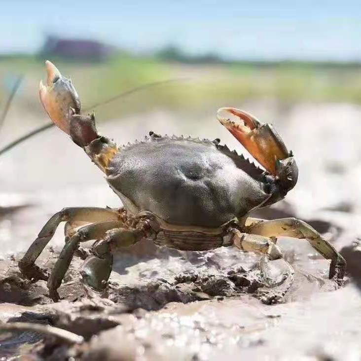 3斤顺丰包邮海捕小青蟹鲜活公蟹母蟹红黄膏蟹海鲜水产海螃蟹