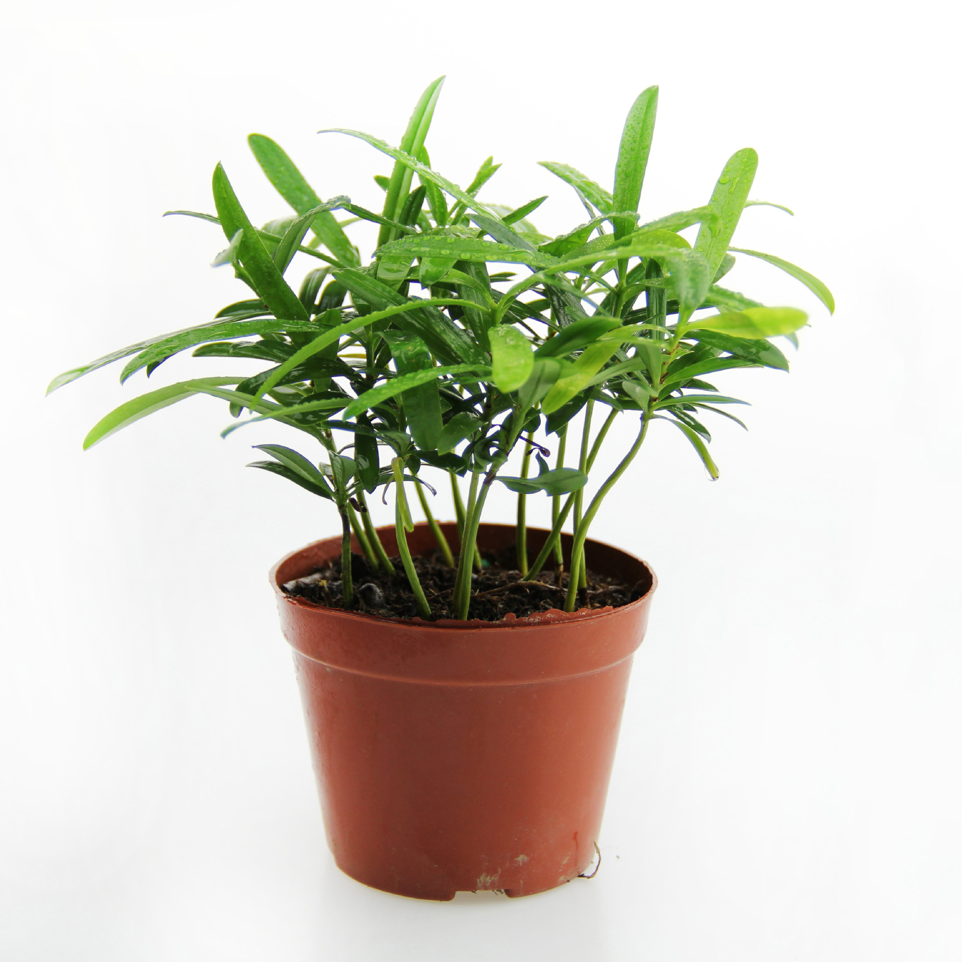 小空间大世界 微景观植物 造景植物 矮小叶罗汉松 创意家具小盆栽