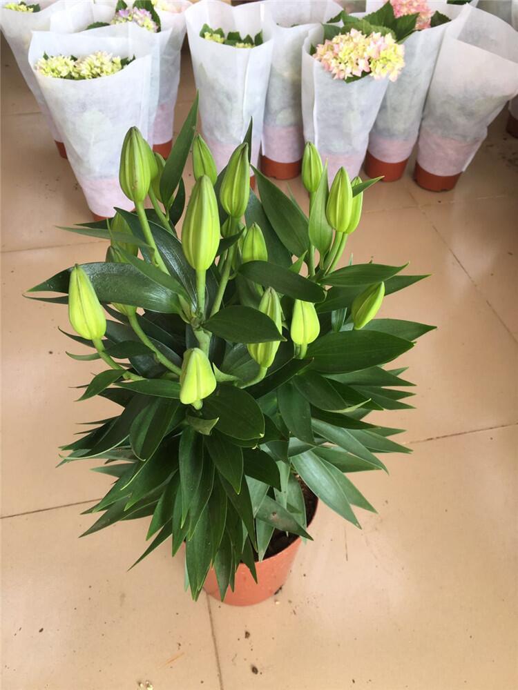 香水百合盆栽带花苞鲜花种球浓香型绿植室内植物好养百合花苗花卉