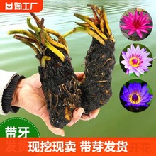 睡莲水培植物四季水养水莲花苗耐寒大睡莲根块荷花阳台迷你庭院