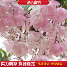 樱花种子樱花树种子林木种子花卉种子20粒装易种易活花籽