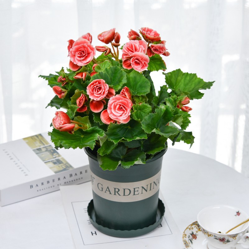 丽格海棠盆栽带花带盆四季开花室内阳台好养绿植重瓣玫瑰海棠包邮