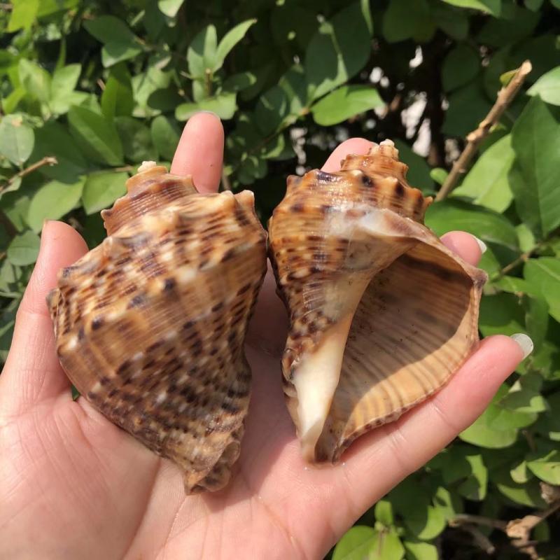 天然海螺贝壳香螺火炬螺鱼缸水族造景装饰道具寄居蟹卷贝鱼房子