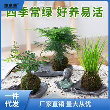 苔藓球小盆栽水培植物茶几桌面盆景迷你小盆栽办公室内文竹菖蒲