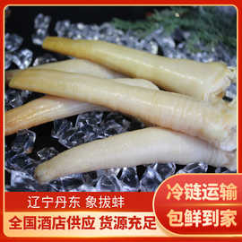 象拔蚌批发海鲜冷冻水产深海去壳商用象拔蚌刺身像拔棒水产2斤/包