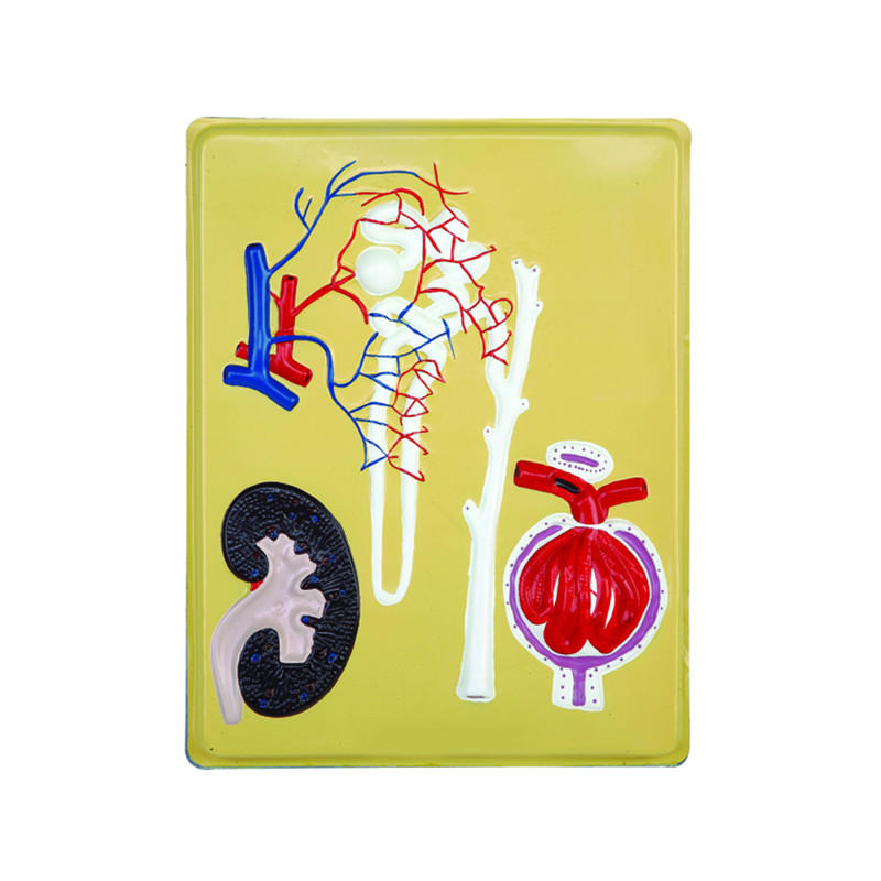 肾单位,肾小体模型 33217 初中生物实验器材 教学仪器