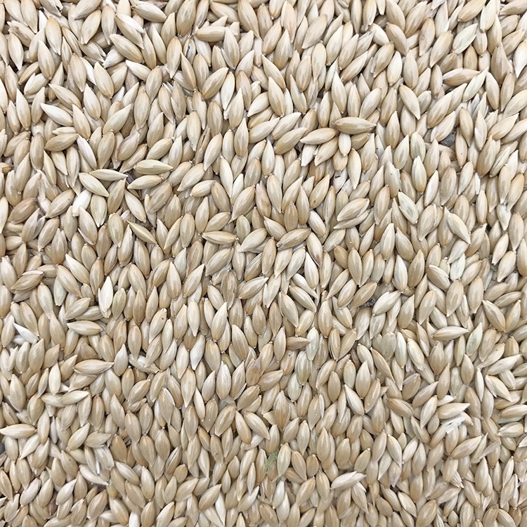 加纳利子鹦鹉鸟食 油尖粟白尖粟 草庐籽鸟粮金丝雀籽 包邮斤-阿里巴巴