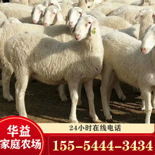 宁夏出售小尾寒羊 小羊杜泊绵羊 肉羊价 小尾寒羊 长势快