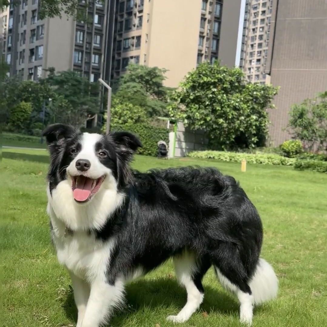 纯种边境牧羊犬幼犬活体出售赛级双血统边牧幼犬三通七白宠物边牧