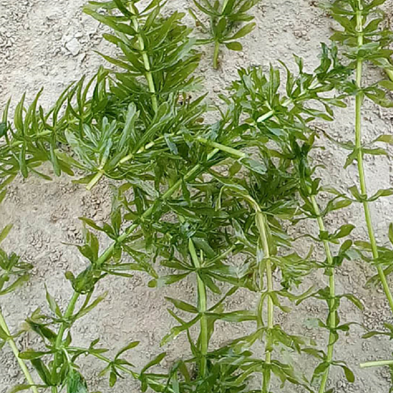 沉水植物 轮叶黑藻 伊乐藻 狐尾藻 苦草 眼子菜 水体净化