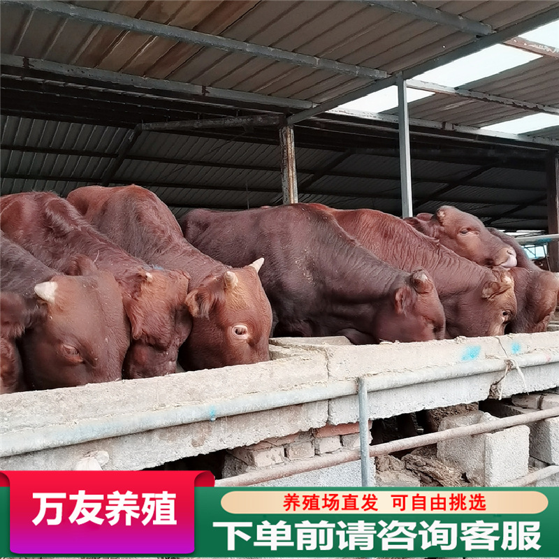 销售改良利木赞牛犊杂交黄牛改良牛肉牛犊多少钱一头活体牛量大优
