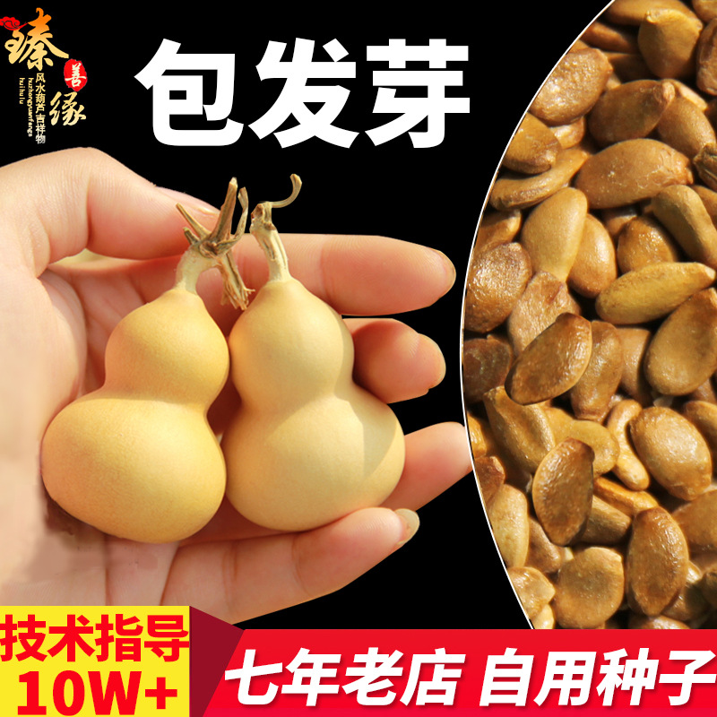 葫芦种孑天然特大葫芦种子宝葫芦籽文玩手捻小葫芦籽观赏阳台藤蔓