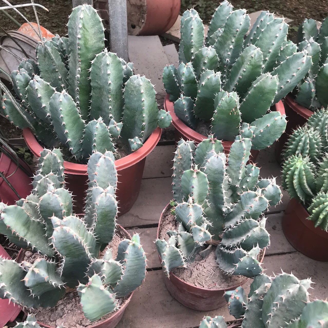 大戟科白角麒麟四角麒麟仙人球仙人掌仙人柱多肉植物