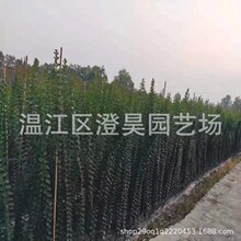 成都温江苗木 红花紫薇 幼苗成品苗 质量保证 产地直销 欢迎致电