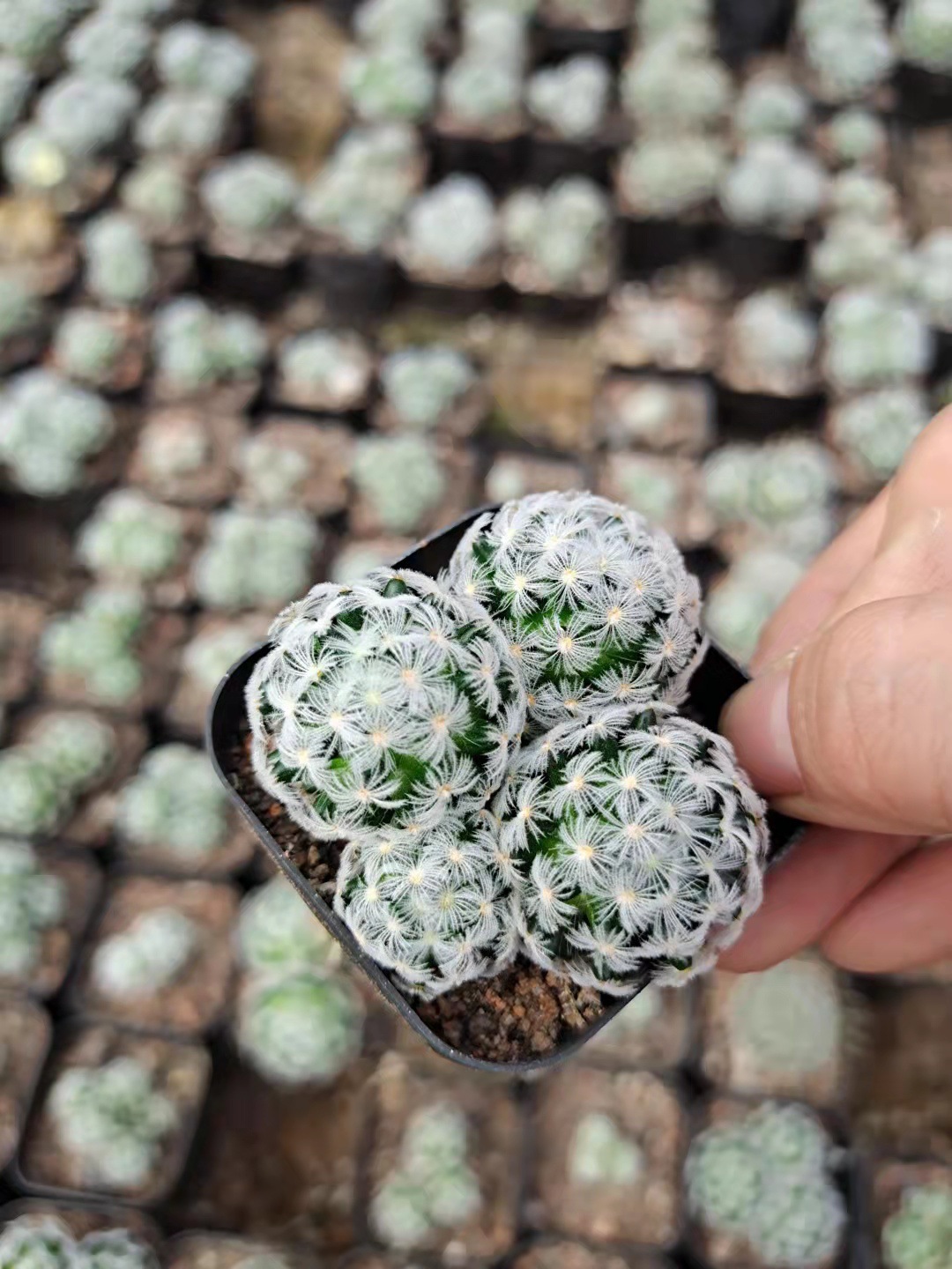 杜威丸仙人球群生多头头仙人掌科盆栽开花植物