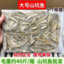 大号山坑鱼淡水无盐新鲜小河鱼小石斑鱼油炸香煎小鱼仔商用 40斤